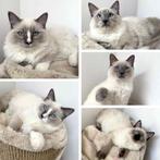 Schitterende Ragdoll kittens klaar voor een liefdevol thuis, Dieren en Toebehoren, Katten en Kittens | Raskatten | Langhaar, Kater