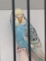 Grasparkiet, Dieren en Toebehoren, Vogels | Parkieten en Papegaaien, Vrouwelijk, Parkiet