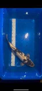 Shiro utsuri te koop, Dieren en Toebehoren, Karper of Koi