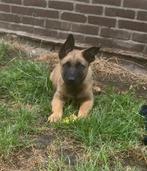 Belgische Mechelse herder pups fci, Dieren en Toebehoren, CDV (hondenziekte), België, Fokker | Hobbymatig, 8 tot 15 weken