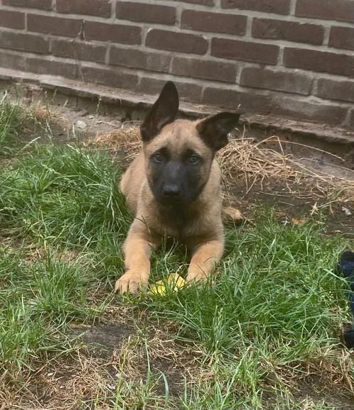Belgische Mechelse herder pups fci, Dieren en Toebehoren, Honden | Herdershonden en Veedrijvers, Meerdere dieren, Herder, Fokker | Hobbymatig