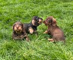 Dwergteckel teckel pups ruwhaar,in huis grootgebracht !!, CDV (hondenziekte), Meerdere, 8 tot 15 weken, Meerdere dieren