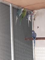 Kweekrijpe halsbanden, Dieren en Toebehoren, Vogels | Parkieten en Papegaaien