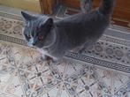 Dekkater Britse Korthaar met stamboom - Niet te koop!, Dieren en Toebehoren, 3 tot 5 jaar