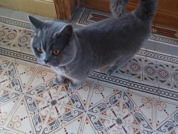 Dekkater Britse Korthaar met stamboom - Niet te koop! beschikbaar voor biedingen