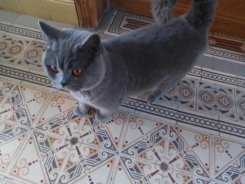 Dekkater Britse Korthaar met stamboom - Niet te koop!, Dieren en Toebehoren, Katten en Kittens | Dekkaters, 3 tot 5 jaar