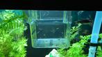 Baby guppies, Dieren en Toebehoren, Vis, Zoetwatervis