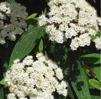 (winter)groene struiken, bomen, één- meerstammig GRATIS, Tuin en Terras, Ophalen, Overige soorten, Struik