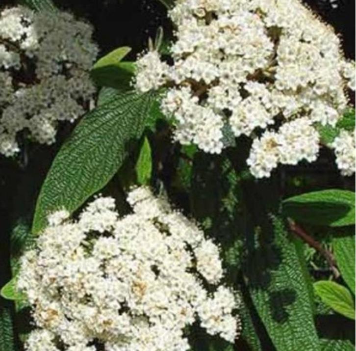 (winter)groene struiken, bomen, één- meerstammig GRATIS, Tuin en Terras, Planten | Struiken en Hagen, Struik, Overige soorten