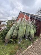 Sapin de Noël nordmann, Enlèvement ou Envoi