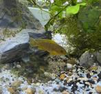 Malawi cichlide 4,5 cm te koop