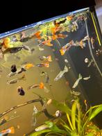 Guppy-mannetjes, Dieren en Toebehoren, Vis, Zoetwatervis