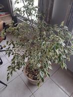 plant, Huis en Inrichting, Kamerplanten, 150 tot 200 cm, Halfschaduw, Ophalen, Groene kamerplant