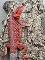 Male red, Animaux & Accessoires, Reptiles & Amphibiens, Lézard, 0 à 2 ans