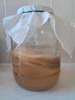 kombucha scoby, Diversen, Levensmiddelen, Ophalen