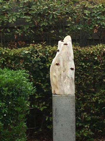 Fossiel hout, prachtig beeld beschikbaar voor biedingen