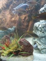 Nakweek Malawi cichliden jongen volwassen, Dieren en Toebehoren, Vissen | Aquariumvissen