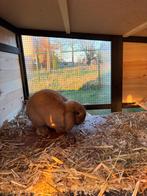 Dwergkonijn, Animaux & Accessoires, Lapins, Mâle, Nain, Oreilles tombantes, 0 à 2 ans