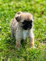Kruising shi-tzu x mops te koop, België, 8 tot 15 weken, CDV (hondenziekte), Meerdere