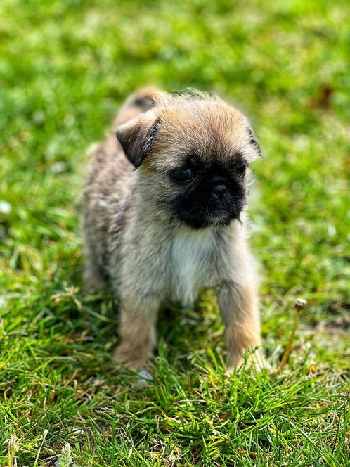 Kruising shi-tzu x mops te koop, Dieren en Toebehoren, Honden | Niet-rashonden, Klein, Meerdere dieren, Fokker | Professioneel