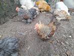 Haan, Dieren en Toebehoren, Pluimvee, Meerdere dieren, Kip