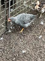 Amrock hanen, Dieren en Toebehoren, Pluimvee, Mannelijk, Kip
