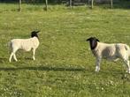 Moutons Dorper à vendre, Animaux & Accessoires