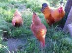 Trio New Hampshire krielen, Dieren en Toebehoren, Pluimvee, Meerdere dieren, Kip