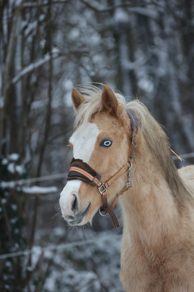 knappe Quartermerrie, Animaux & Accessoires, Chevaux
