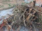 Gratis brandhout, boomstronken, Tuin en Terras, Brandhout, Ophalen