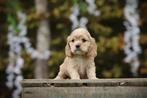 Amerikaanse Cocker Spaniel pups, Dieren en Toebehoren, België, CDV (hondenziekte), 8 tot 15 weken, Meerdere