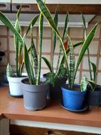 SANSEVERIA met gele randen, Huis en Inrichting, Kamerplanten, Ophalen