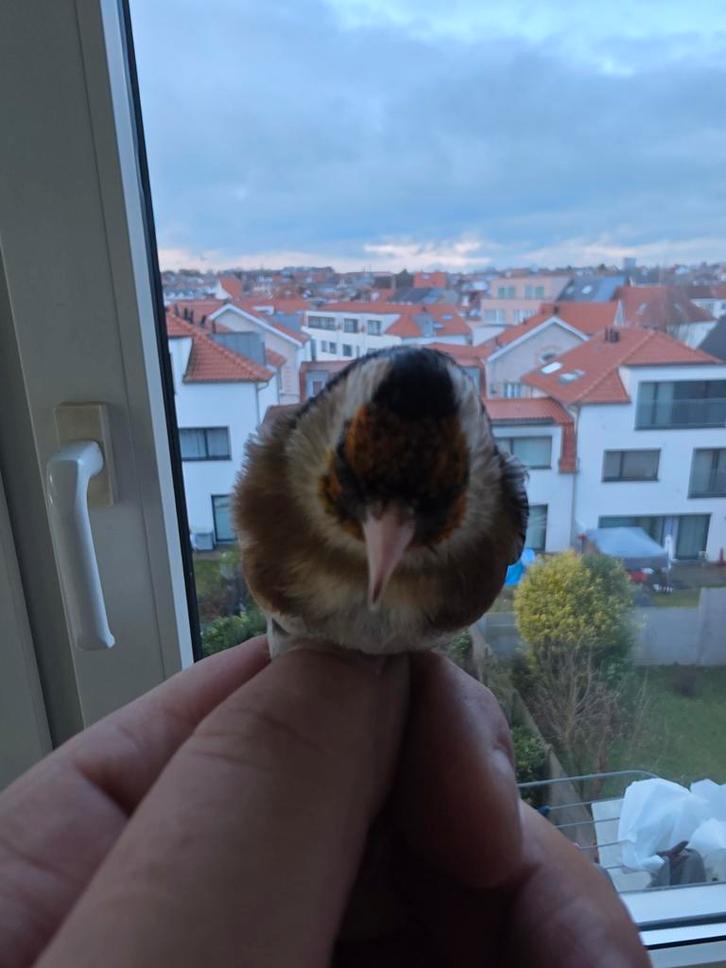 Chardonneret Elegant  femelle, Animaux & Accessoires, Oiseaux | Canaris, Femelle