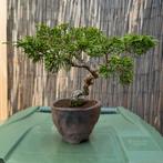 Juniperus bonsai - Jeneverbes, Overige soorten, Lente, Minder dan 100 cm, Ophalen