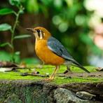 DAMALIJSTERS, Dieren en Toebehoren, Vogels | Overige Vogels, Meerdere dieren, Tropenvogel, Geringd