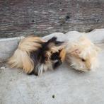 Peruvian cavia beertjes, Dieren en Toebehoren, Knaagdieren, Oktober, Cavia