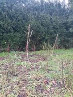 Rozen struiken alle kleuren per stuk  5euro, Tuin en Terras, Ophalen