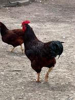 Mooi trio rode island red groot ras