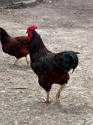 Mooi trio rode island red groot ras beschikbaar voor biedingen