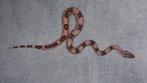 Boa Constrictor man BCI 1.0 Hypo jungle, Dieren en Toebehoren, Reptielen en Amfibieën, Slang, Tam, 0 tot 2 jaar