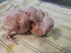 Baby pyrrhuras creme ino  en spliten, Dieren en Toebehoren, Vogels | Parkieten en Papegaaien, Geslacht onbekend, Parkiet, Geringd