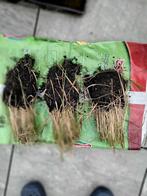 Bloedgras - canna en 1 muntplant te koop, Tuin en Terras, Ophalen