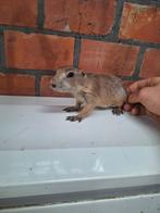 Jonge zwartstaart prairiehondjes handtam