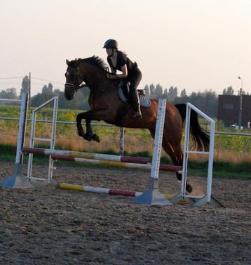 12 jarige bruine allround merie te koop