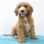 Cockapoo pups te koop, Dieren en Toebehoren, 15 weken tot 1 jaar, Buitenland, CDV (hondenziekte), Meerdere