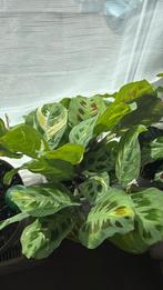 Kerchoveana variegata/Maranta Fascinator, Huis en Inrichting, Kamerplanten, Ophalen