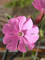 Dagkoekoeksbloem zaden, Silene Dioica, Verzenden, Zaad
