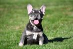 Franse Bulldog pups te koop, 15 weken tot 1 jaar, Buitenland, CDV (hondenziekte), Bulldog