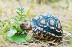 Stigmochelys pardalis (Tortue) 2 variétés différentes, Enlèvement, Neuf, Autres types