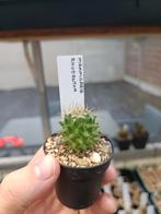 cactus mammillaria rhodantha, Huis en Inrichting, Kamerplanten, Cactus, Ophalen of Verzenden
